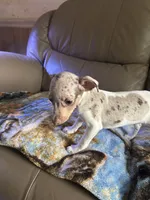 Fizzy, a female Rat Terrier for sale in Charlotte, NC – 4 of 10