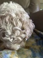 Luckily , a male Poodle - Miniature  for sale in Charlotte, NC – 4 of 8