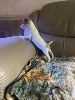 Micey, a female Rat Terrier for sale in Charlotte, NC – 4 of 8