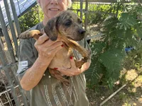 Coco, a male French Bulldog and Miniature Dachshund for sale in Charlotte, NC – 2 of 4