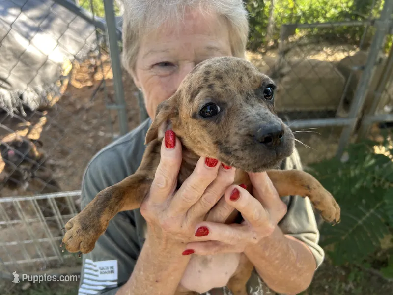 Perty – French Bulldog, Miniature Dachshund puppy for sale in Charlotte, NC