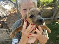 Perty, a male French Bulldog and Miniature Dachshund for sale in Charlotte, NC – 1 of 3