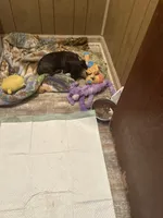 Cece, a female French Bulldog and Miniature Dachshund for sale in Charlotte, NC – 1 of 5