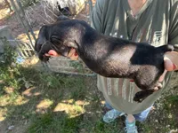 Cece, a female French Bulldog and Miniature Dachshund for sale in Charlotte, NC – 2 of 3