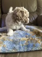 Luckily , a male Poodle - Miniature  for sale in Charlotte, NC – 7 of 8