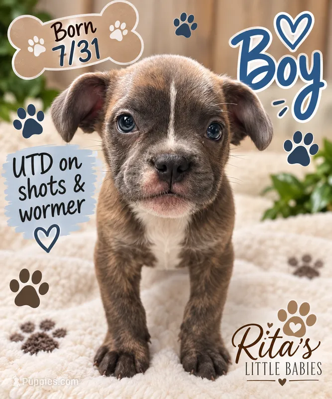 Lloyd  – French Bulldog puppy for sale in Locust, NC