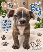 Lloyd , a male French Bulldog for sale in Locust, NC – 1 of 1