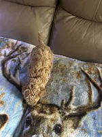 Buffie, a female Poodle - Miniature  for sale in Charlotte, NC – 8 of 8