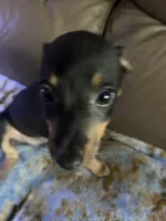 Roscoe , a male Rat Terrier for sale in Charlotte, NC – 2 of 8