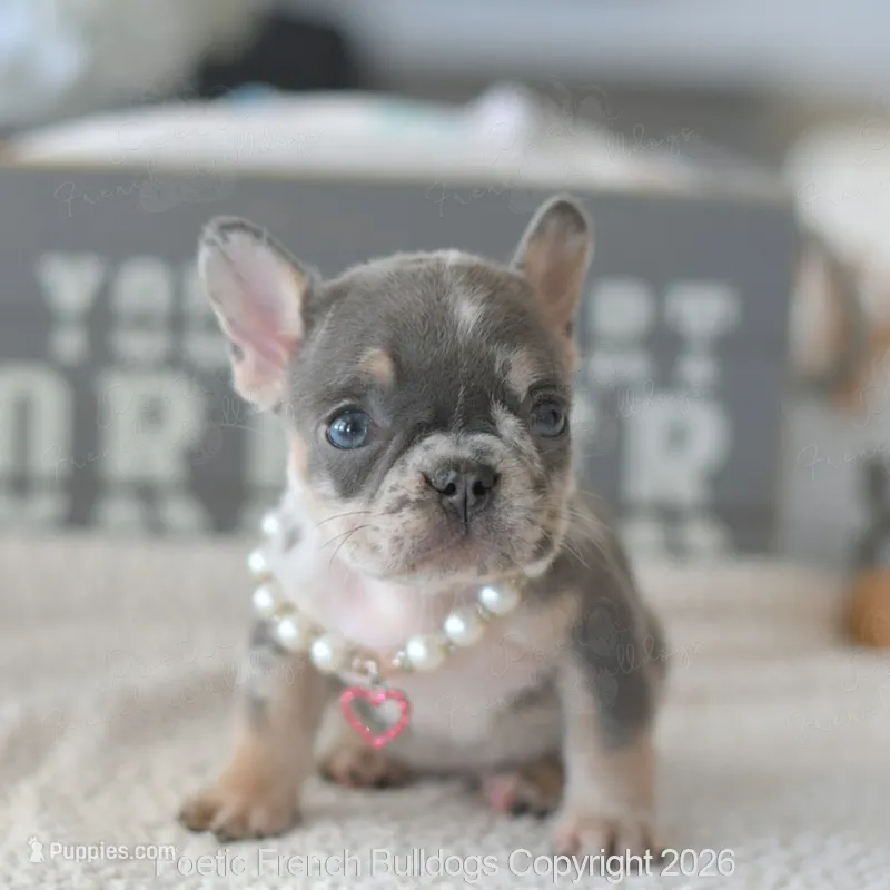 Ella – French Bulldog puppy for sale in Pompano Beach, FL