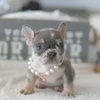 Ella, a female French Bulldog for sale in Pompano Beach, FL – 1 of 5