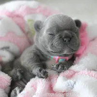 Bitsy, a female French Bulldog for sale in Pompano Beach, FL – 2 of 7