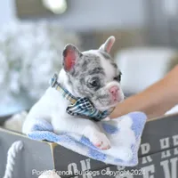 Jelly Bean, a male French Bulldog for sale in Miami, FL – Photo 5 of 5