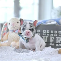 Jelly Bean, a male French Bulldog for sale in Miami, FL – Photo 2 of 5