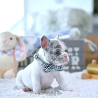 Jelly Bean, a male French Bulldog for sale in Miami, FL – Photo 3 of 5