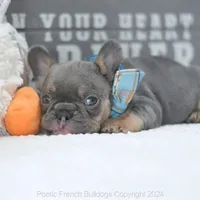 Rupert Mini, a male French Bulldog for sale in Miami, FL – Photo 2 of 5