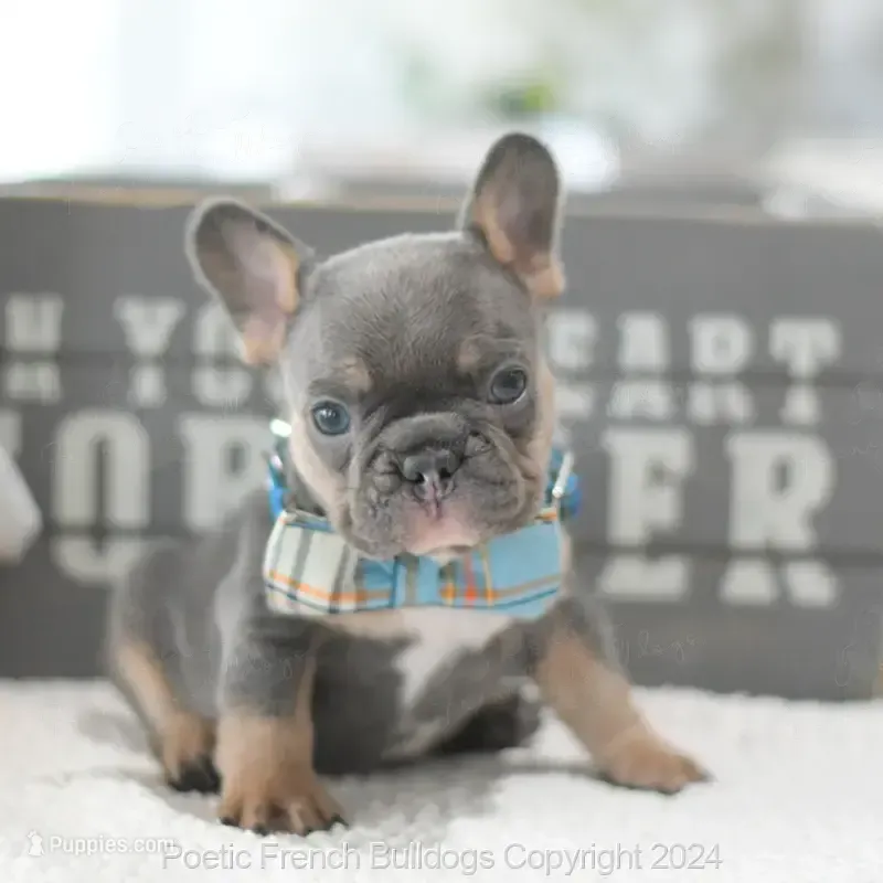 Rupert Mini – French Bulldog puppy for sale in Miami, FL
