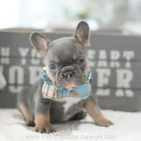 Rupert Mini, a male French Bulldog for sale in Miami, FL – Photo 1 of 5