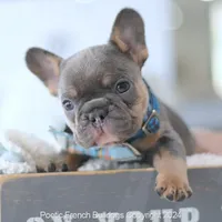 Rupert Mini, a male French Bulldog for sale in Miami, FL – Photo 3 of 5