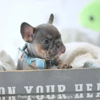 Rupert Mini, a male French Bulldog for sale in Miami, FL – Photo 4 of 5