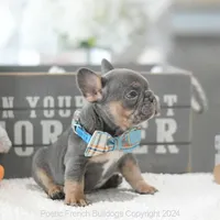 Rupert Mini, a male French Bulldog for sale in Miami, FL – Photo 5 of 5