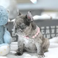 Ellie, a female French Bulldog for sale in Miami, FL – Photo 4 of 5