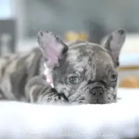 Ellie, a female French Bulldog for sale in Miami, FL – Photo 2 of 5