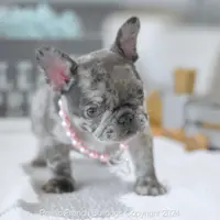 Ellie, a female French Bulldog for sale in Miami, FL – Photo 5 of 5