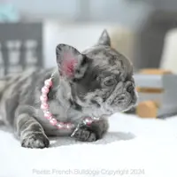 Ellie, a female French Bulldog for sale in Miami, FL – Photo 3 of 5