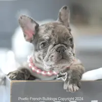 Ellie, a female French Bulldog for sale in Miami, FL – Photo 1 of 5