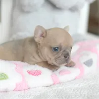 Honey, a female French Bulldog for sale in Miami, FL – 4 of 5