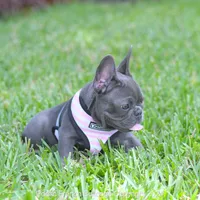 Tiny Bella, a female French Bulldog for sale in Miami, FL – 5 of 5