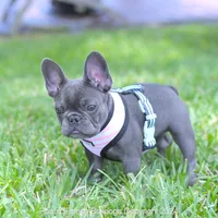 Tiny Bella, a female French Bulldog for sale in Miami, FL – 3 of 5