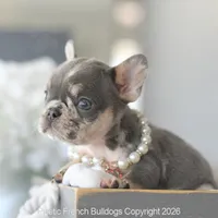 Ella, a female French Bulldog for sale in Pompano Beach, FL – 2 of 5