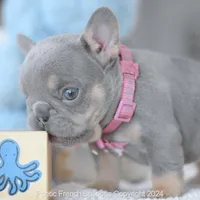 Winnie, a female French Bulldog for sale in Miami, FL – Photo 5 of 7