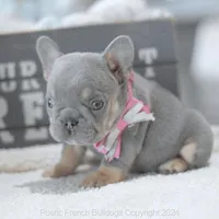 Winnie, a female French Bulldog for sale in Miami, FL – Photo 3 of 7