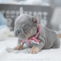 Winnie Lilac, a female French Bulldog for sale in Miami, FL – Photo 2 of 7