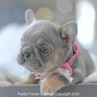 Winnie Lilac, a female French Bulldog for sale in Miami, FL – Photo 3 of 7