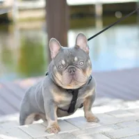 Winnie, a female French Bulldog for sale in Miami, FL – Photo 6 of 7