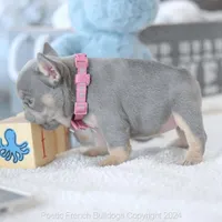 Winnie Lilac, a female French Bulldog for sale in Miami, FL – Photo 4 of 7