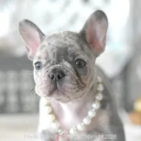 Skye, a female French Bulldog for sale in Pompano Beach, FL – 3 of 5
