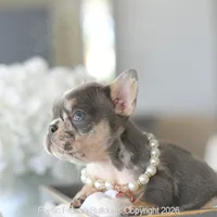 Ella, a female French Bulldog for sale in Pompano Beach, FL – 3 of 5