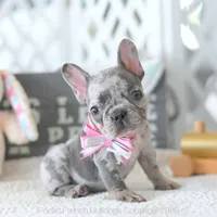 Half Pint, a female French Bulldog for sale in Pompano Beach, FL – 5 of 6