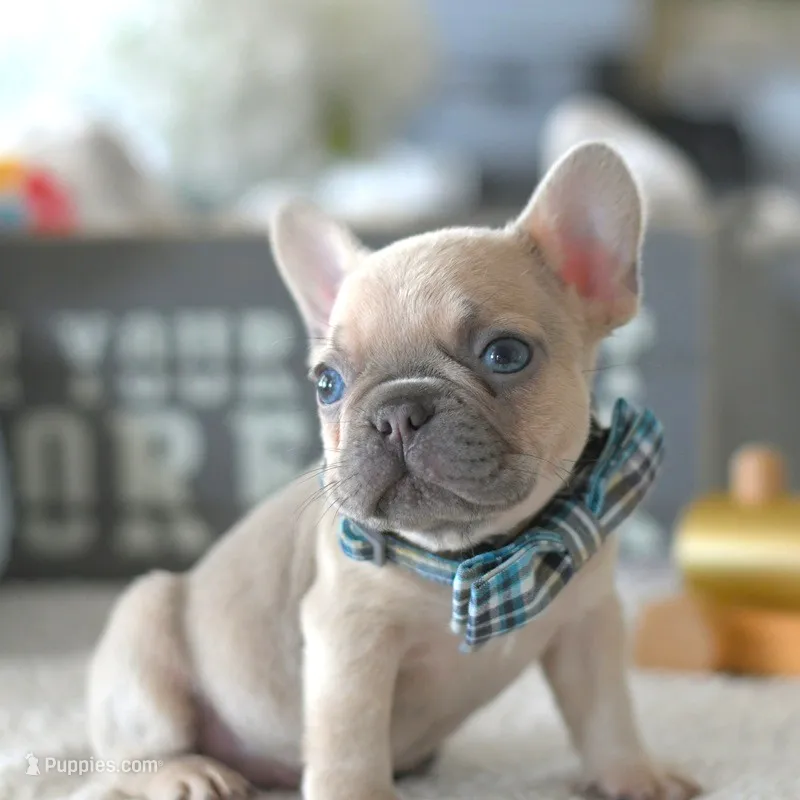 Aston – French Bulldog puppy for sale in Pompano Beach, FL