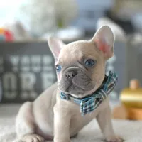 Aston, a male French Bulldog for sale in Pompano Beach, FL – 4 of 6