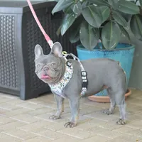 Bitsy, a female French Bulldog for sale in Pompano Beach, FL – 6 of 7