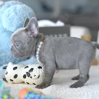 Dolce, a female French Bulldog for sale in Pompano Beach, FL – 4 of 6