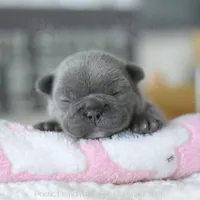 Hazel, a female French Bulldog for sale in Pompano Beach, FL – 2 of 7