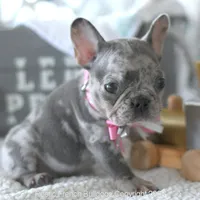Half Pint, a female French Bulldog for sale in Pompano Beach, FL – 3 of 6