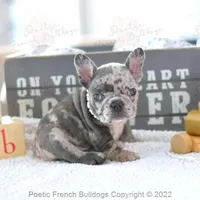 Reserved, a female French Bulldog for sale in Miami, FL – Photo 4 of 5